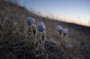 Pasque Flowers; North Dakota  