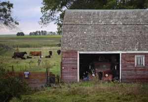 Conspiring Cattle; North Dakota  