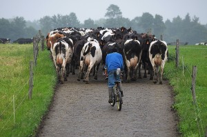 Milking Roundup; New York  