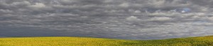 Yellowing Soys; North Dakota    