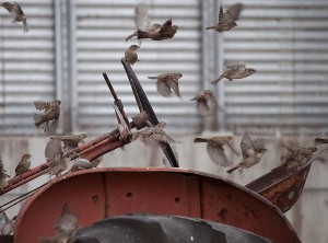 Sparrows Galore    
