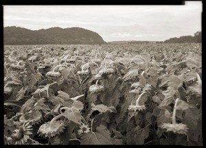 Sunflower Field, Fountain Bluff  