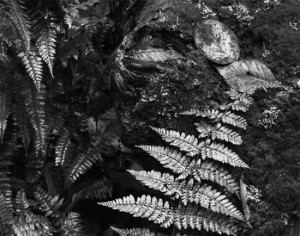 Fern Detail, Old Man's Cave  