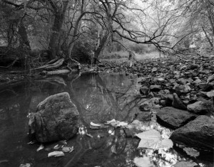 Fall, Muskellunge Creek   