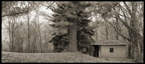 Outbuilding and Pine