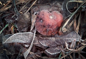 Apple, Leaves and Frost  