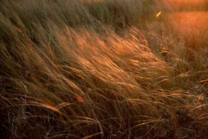 Dune Grass, East Ship Island  