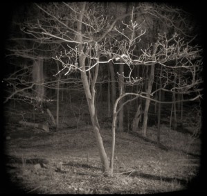 Night Dogwoods  