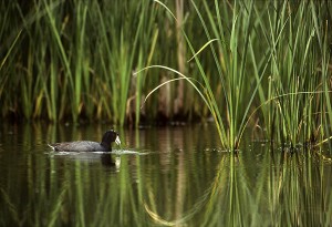 Dabbling Coot, Cattails   