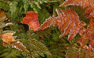 Fall Leaves, Brackens   