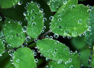 Meadow Rue, Dewdrops   