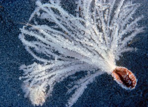 Milkweed Pappus  