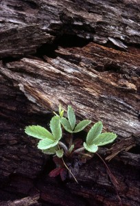 Strawberries, Nurse Log  