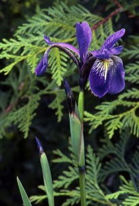 Blue Flag, White Cedar  