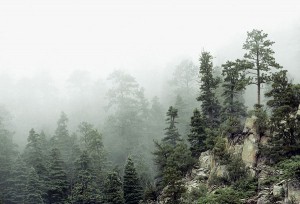 Morning Fog, Schweer Ridge  