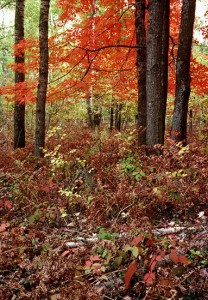 Fall, Mid-Michigan  