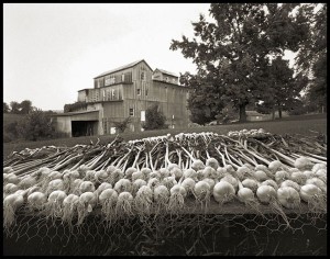 Heirloom Garlic, Frohna, Missouri                  