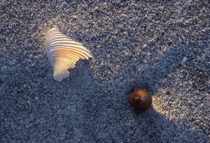 Shell and Acorn  