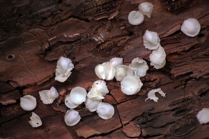 Coleopteran Carvings, Petals  