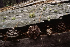 Ponderosa Cones  