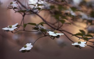 Spring, Alabama  